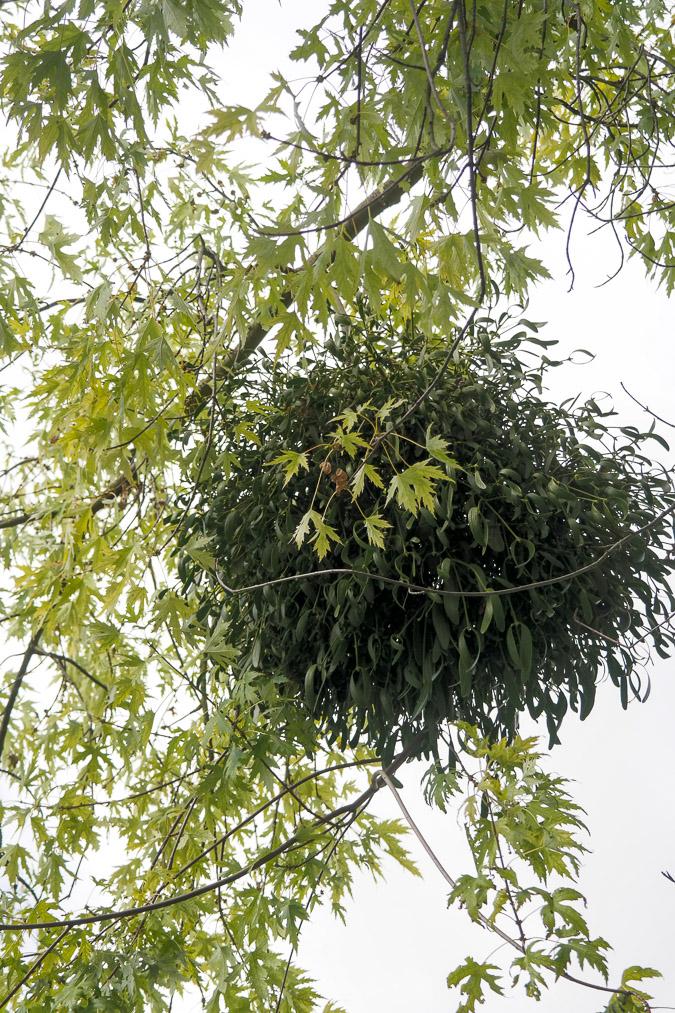 Mistletoe