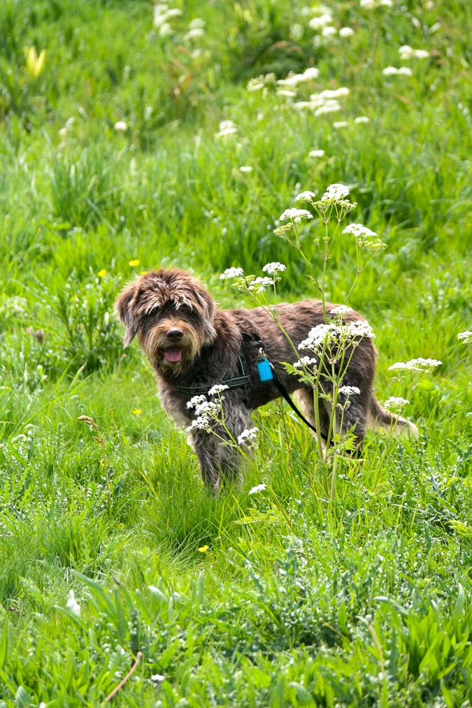 Dog Charlie