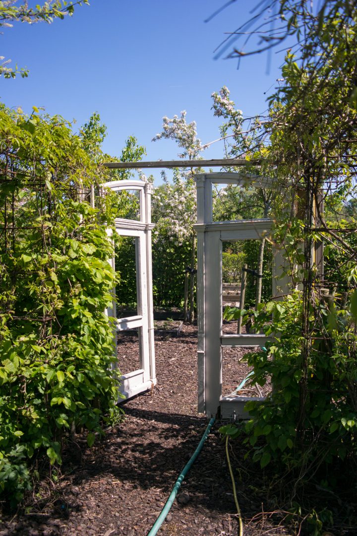BVA friends, allotment garden and family