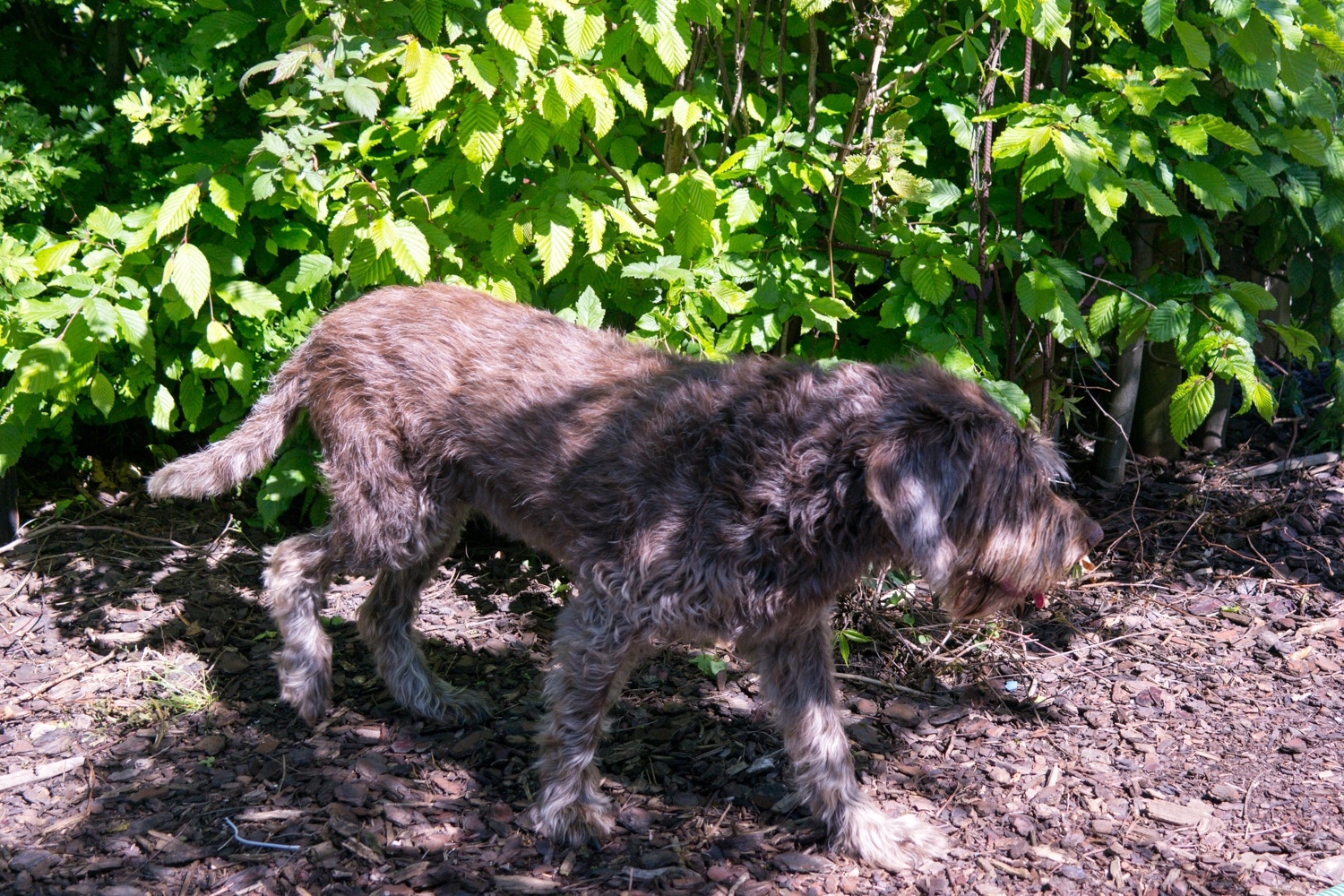 Charlie