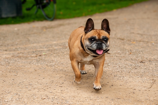 bulldog