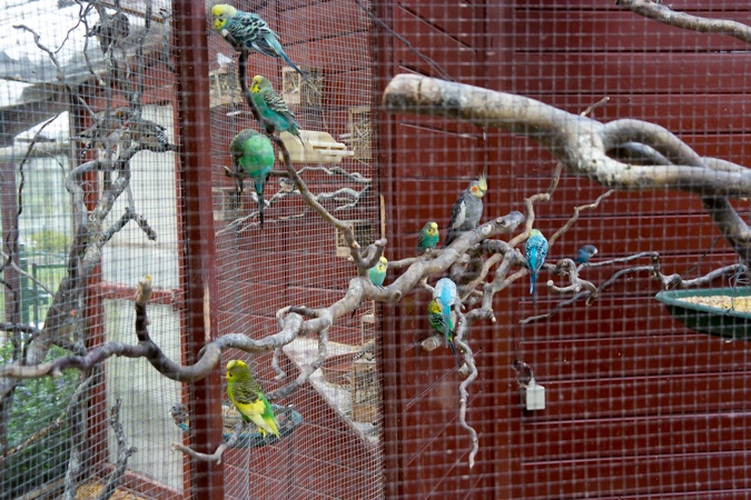 Birds