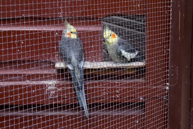 Birds