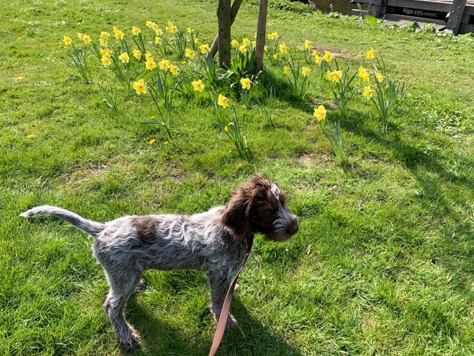 Dog and daffodils