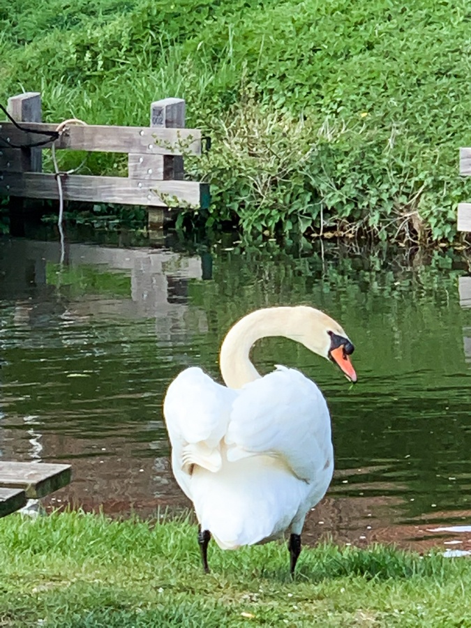 swan