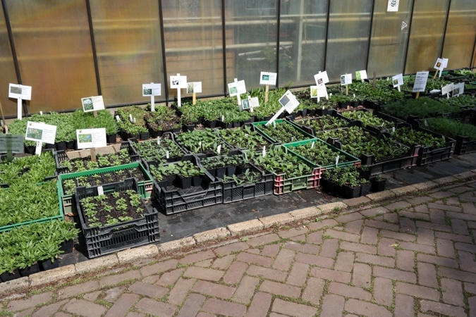 Haarlemmer Kweektuin