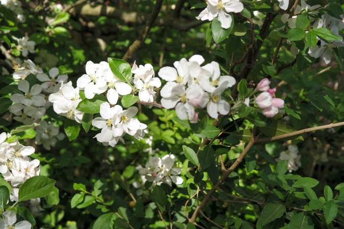 Haarlemmer Kweektuin