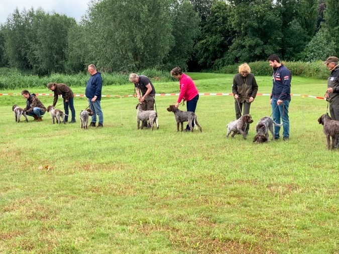Club day dogs Korthals Griffon