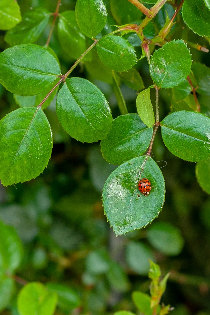 Ladybird