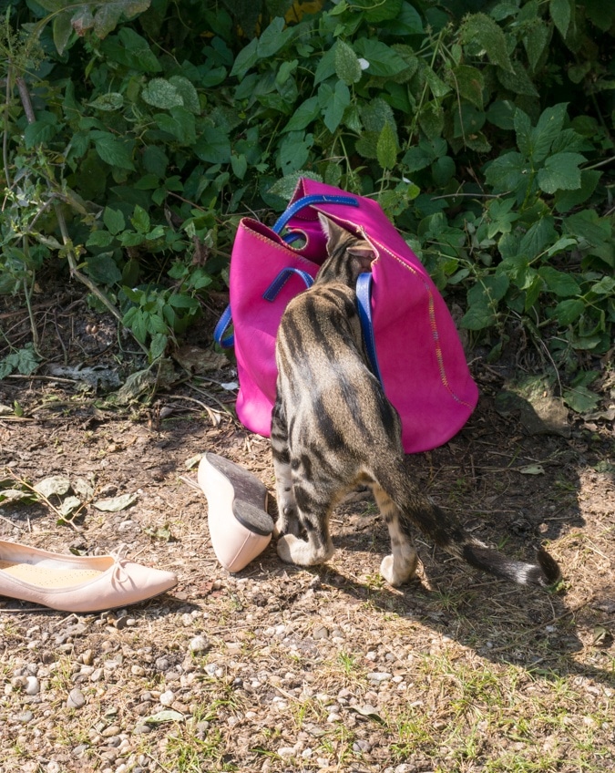 Pretty cat nodding in bag