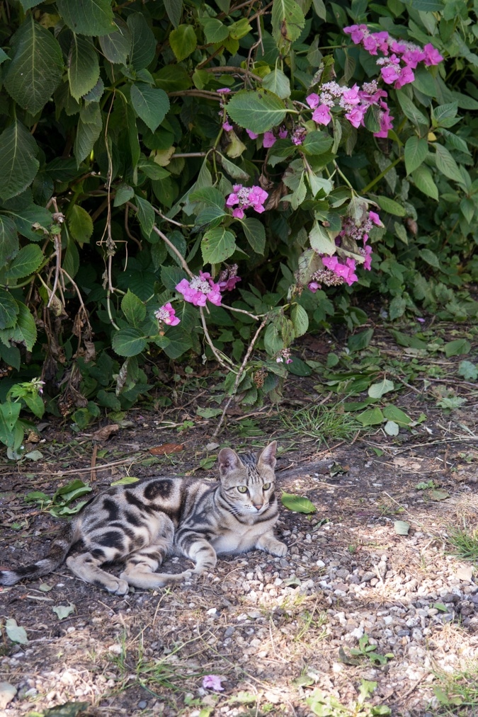 Pretty cat