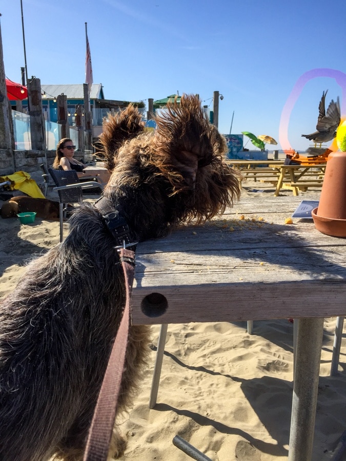 Dog Watson chases the sparrows from the table