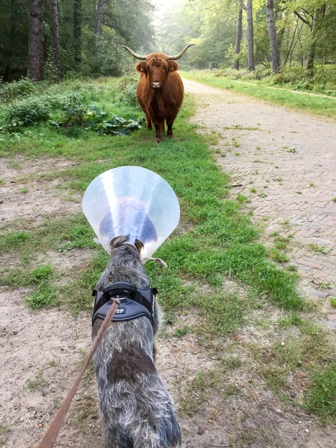 Dog with lampshade meets cow with hat rack