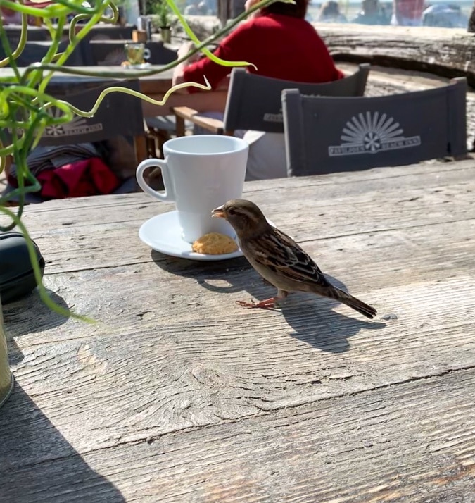 Sparrow on the beach