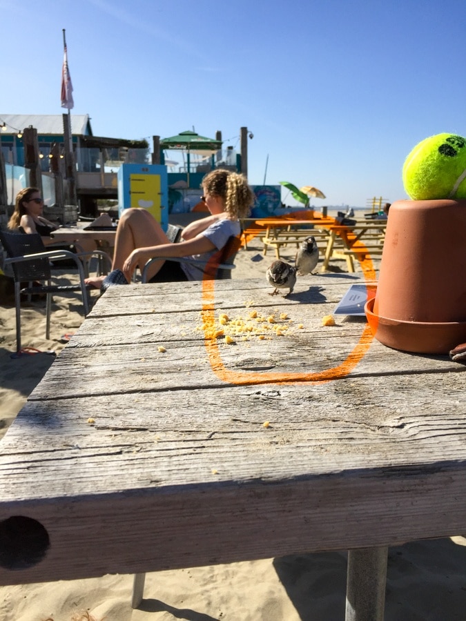 Sparrows on the table