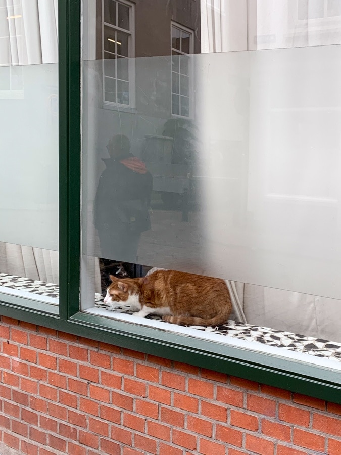 cat in Dordrecht