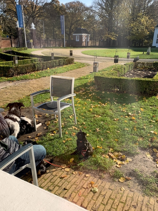 Dogs in Beeckestijn