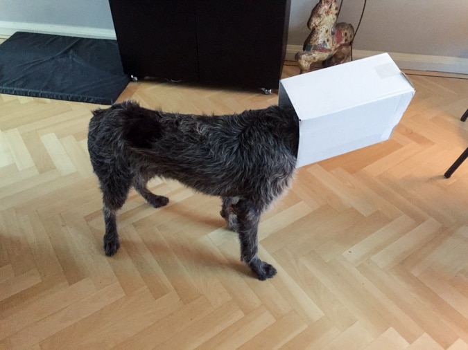 Watson in the box
