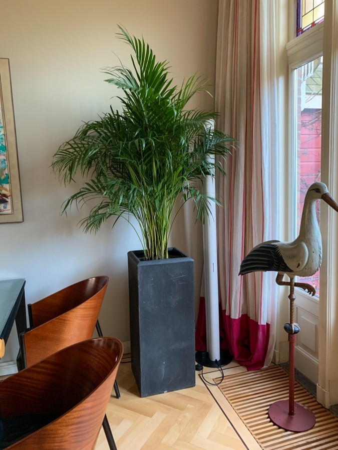 Real plant Kentia palm