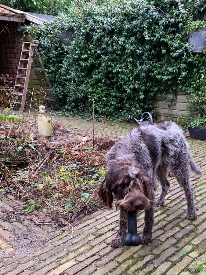 ladder and Watson