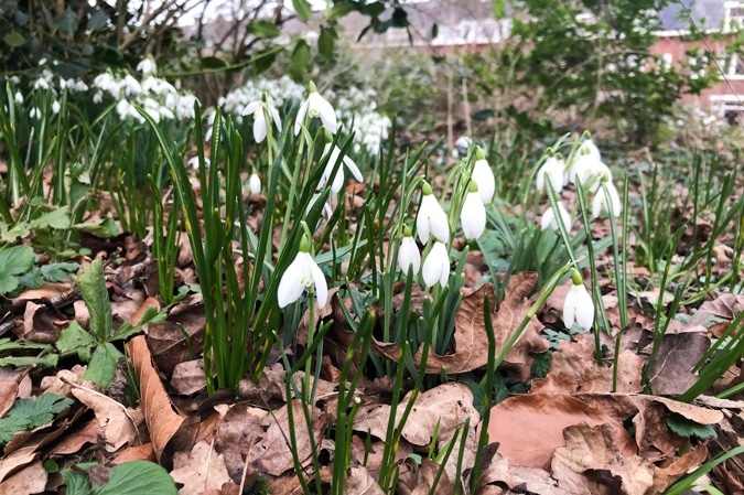 Snowdrops