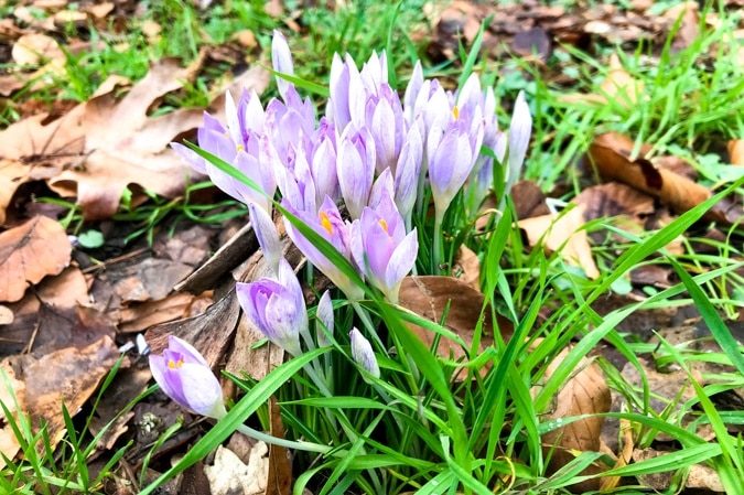 Crocuses