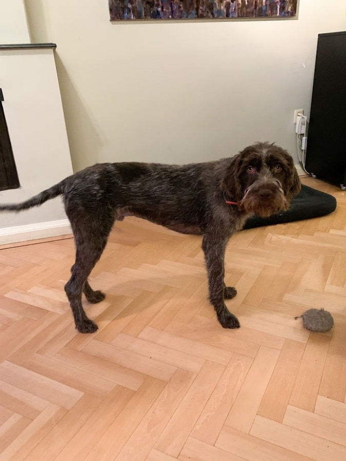 Trimmed Watson