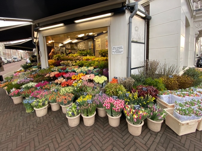 Tulips from Amsterdam