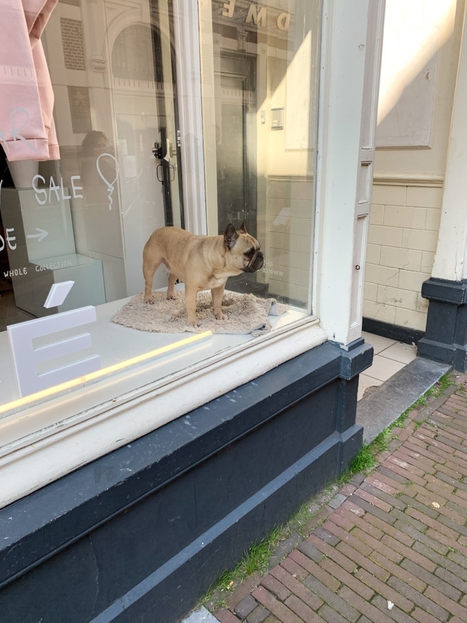 pug