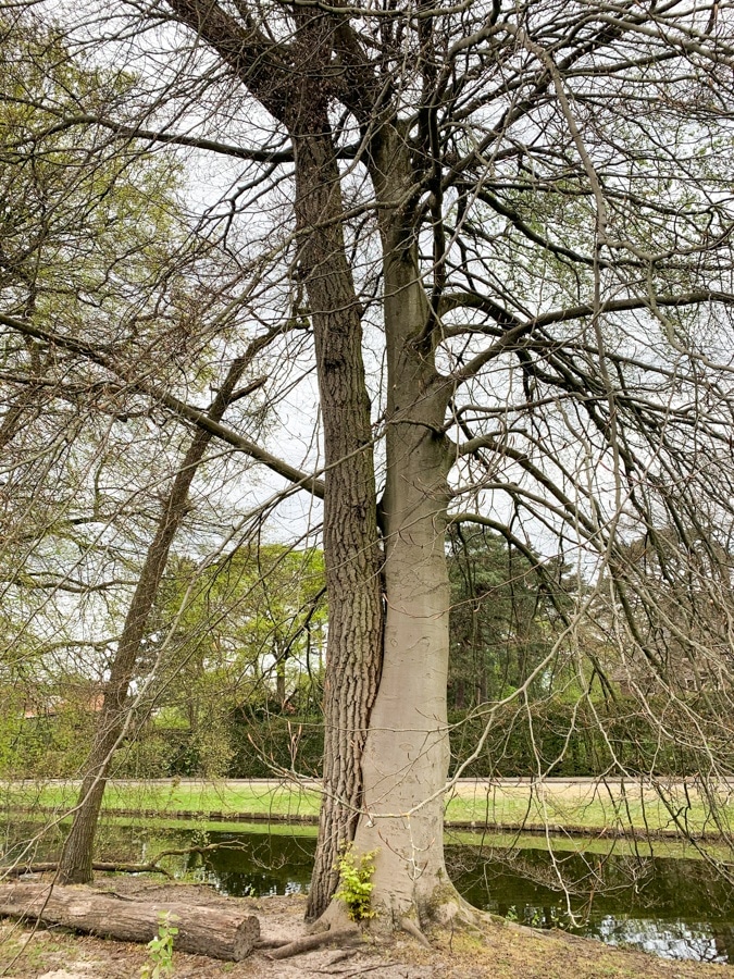 Trees intertwined