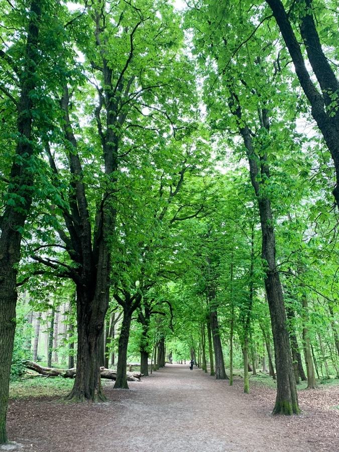 Treetops