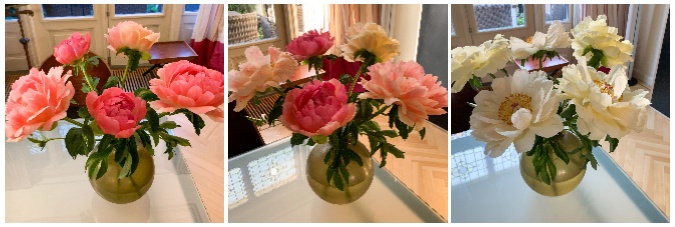 Peonies