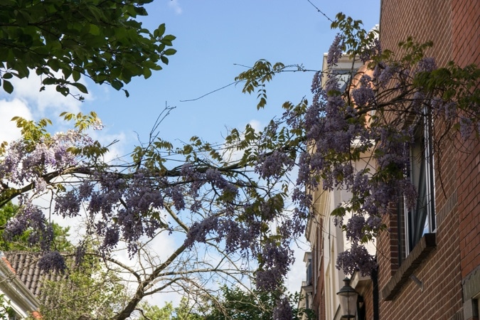 Wisteria