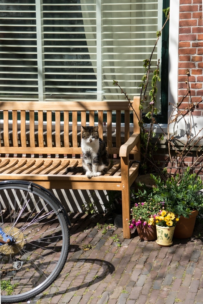 Cat in the sunshine