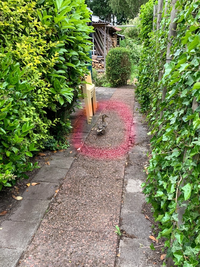 Duck on the loose