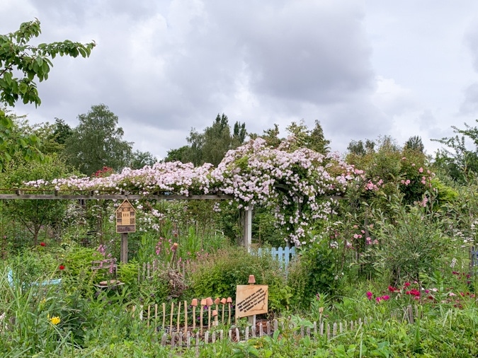 Roses at an allotment garden