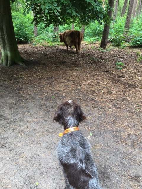 Watson and the Scottish highlander