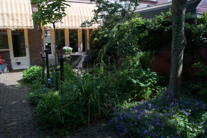 Garden in bloom