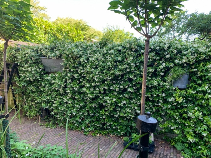 Garden fence with jasmine