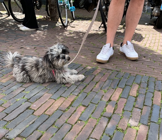 cute puppy