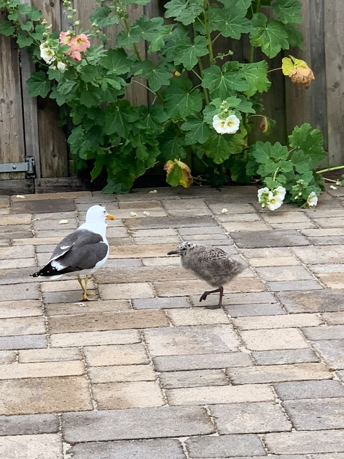 Young seagull and its mum