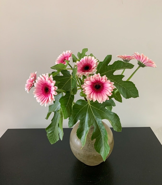 Pink gerberas bouquet with fig tree branches