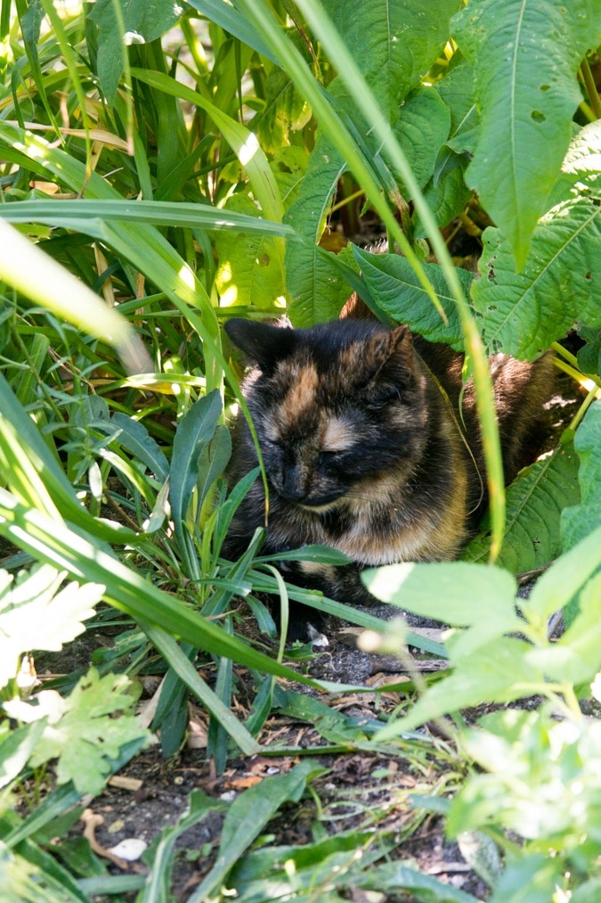 pussycat