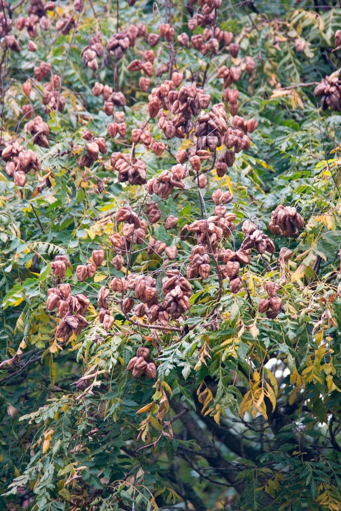 Winter cherry lampionplant