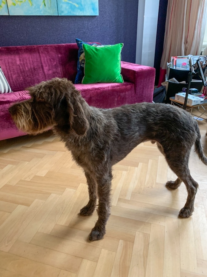Watson after his trim