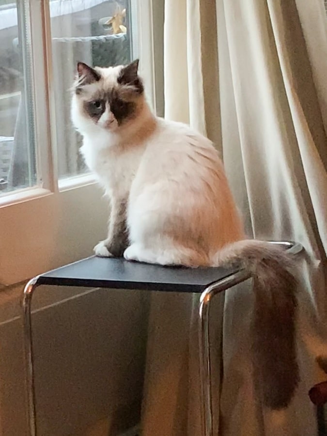 Kitten Helga
