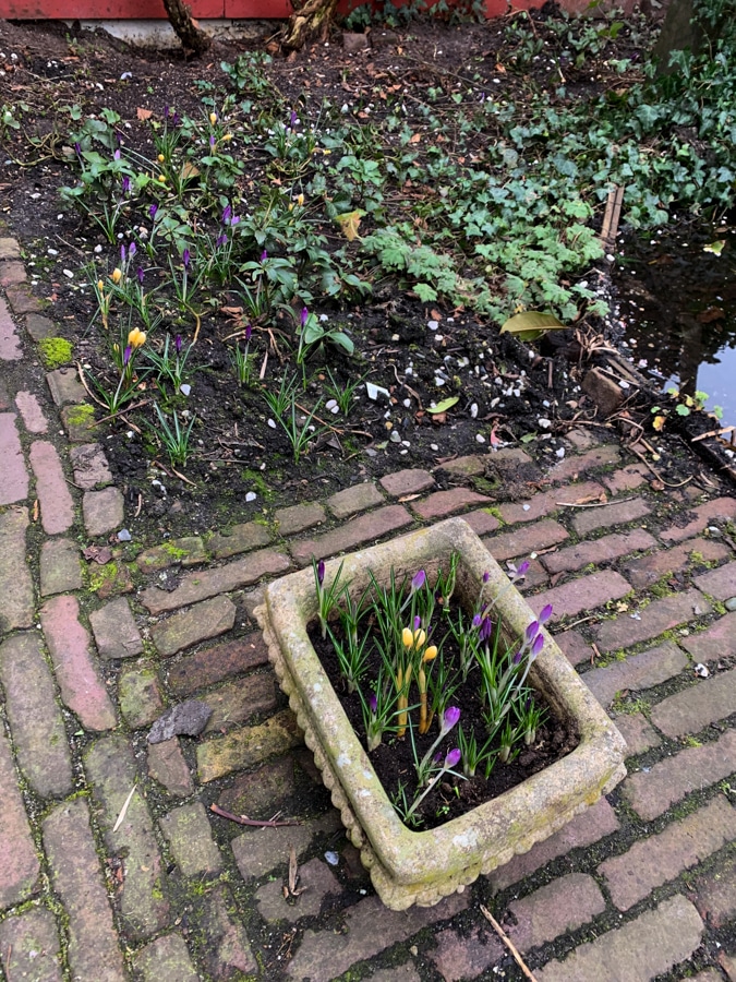 crocuses