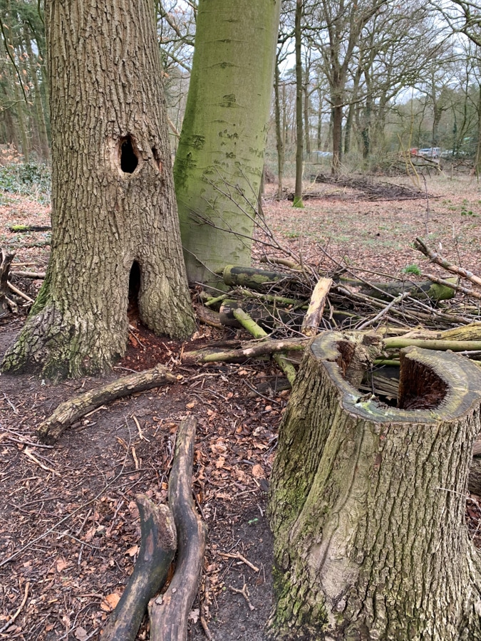 "toilets" in the woods