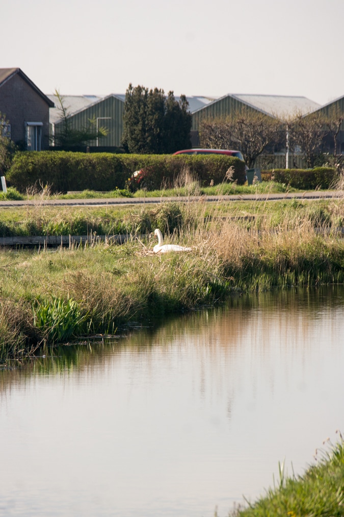 Brooding swan