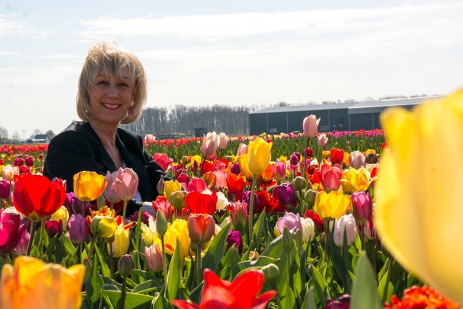 Tulip fields